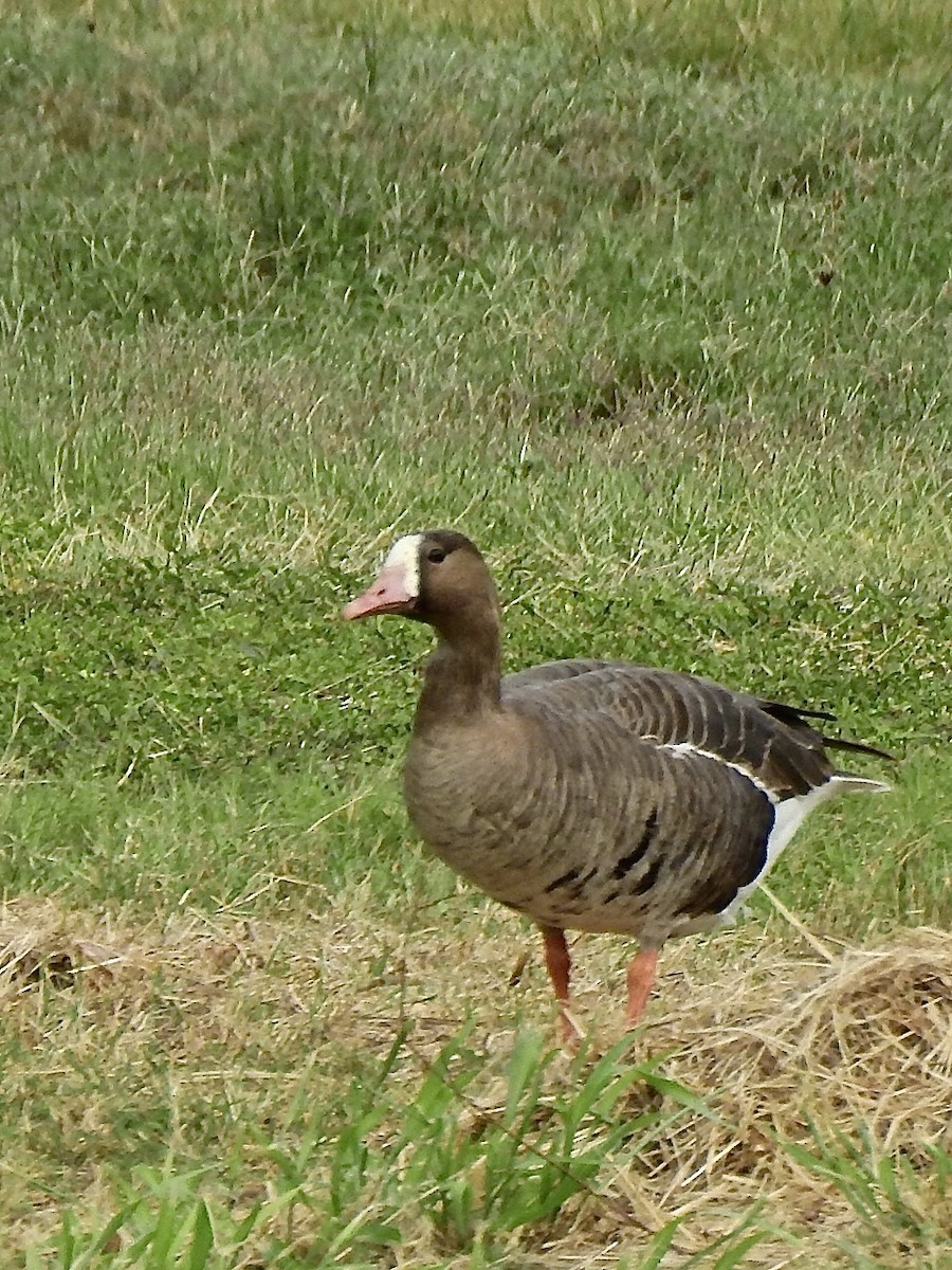 Greater White-fronted Goose - Michael Young