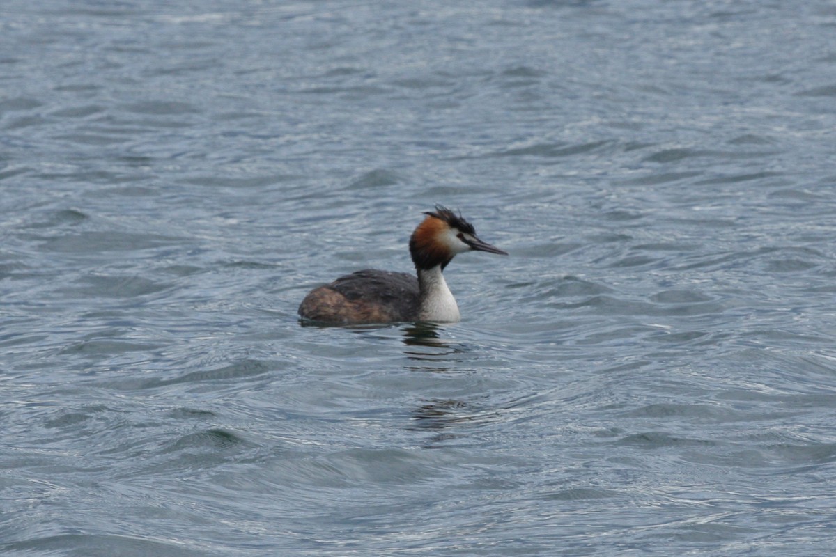 Great Crested Grebe - ML312924171