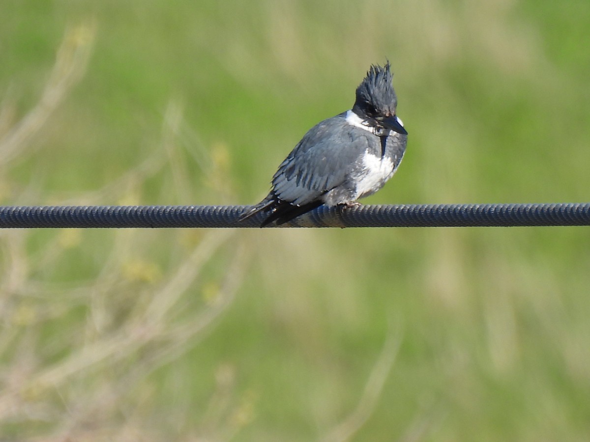Belted Kingfisher - ML312925661
