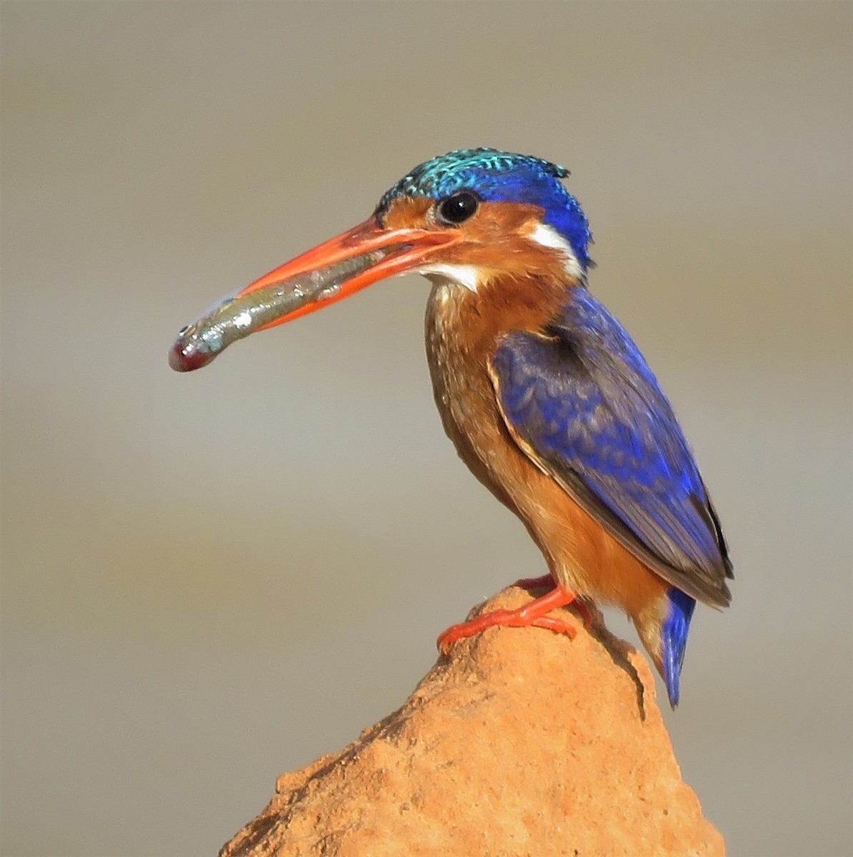 Malachite Kingfisher - Bram Piot