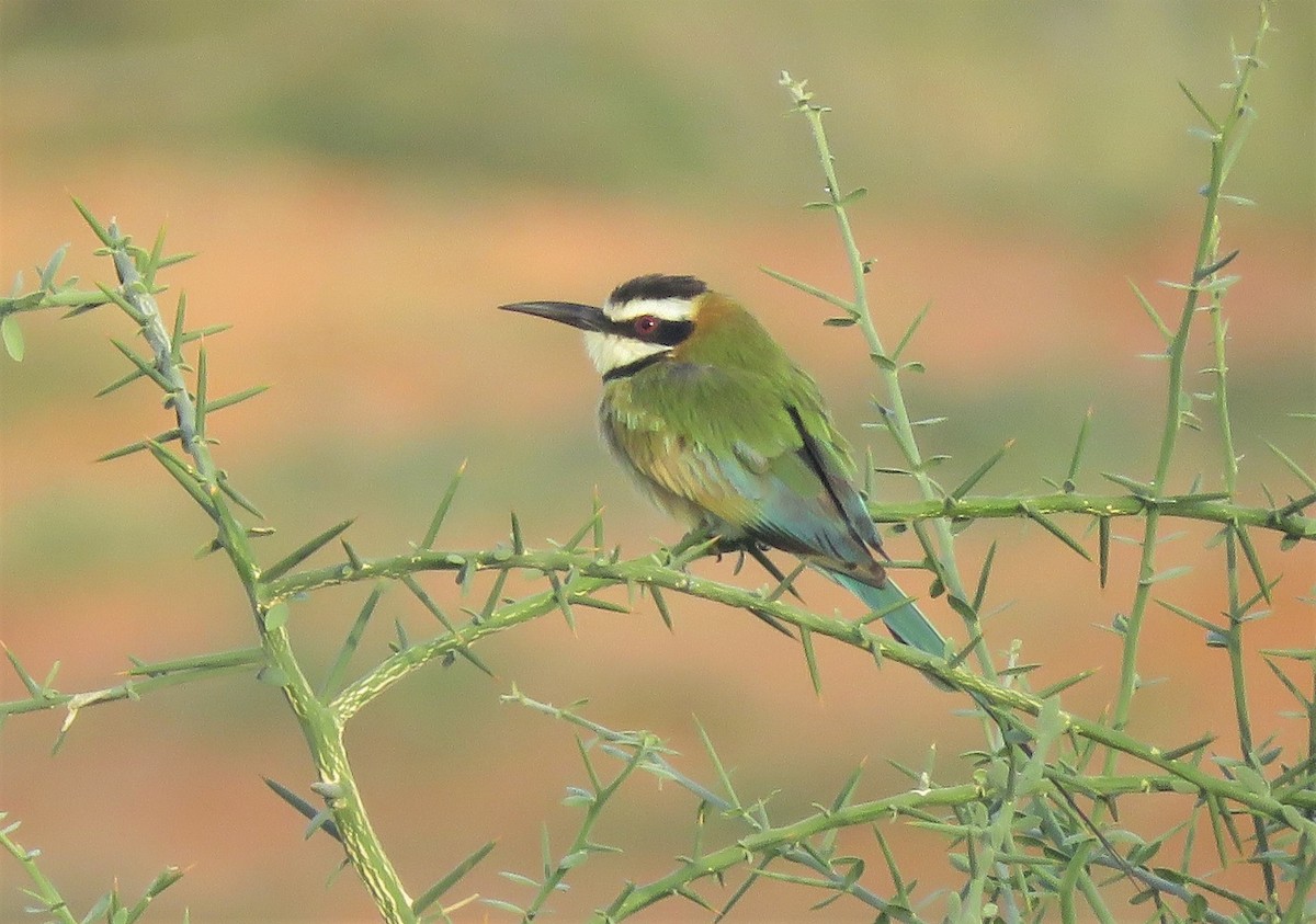 White-throated Bee-eater - Bram Piot