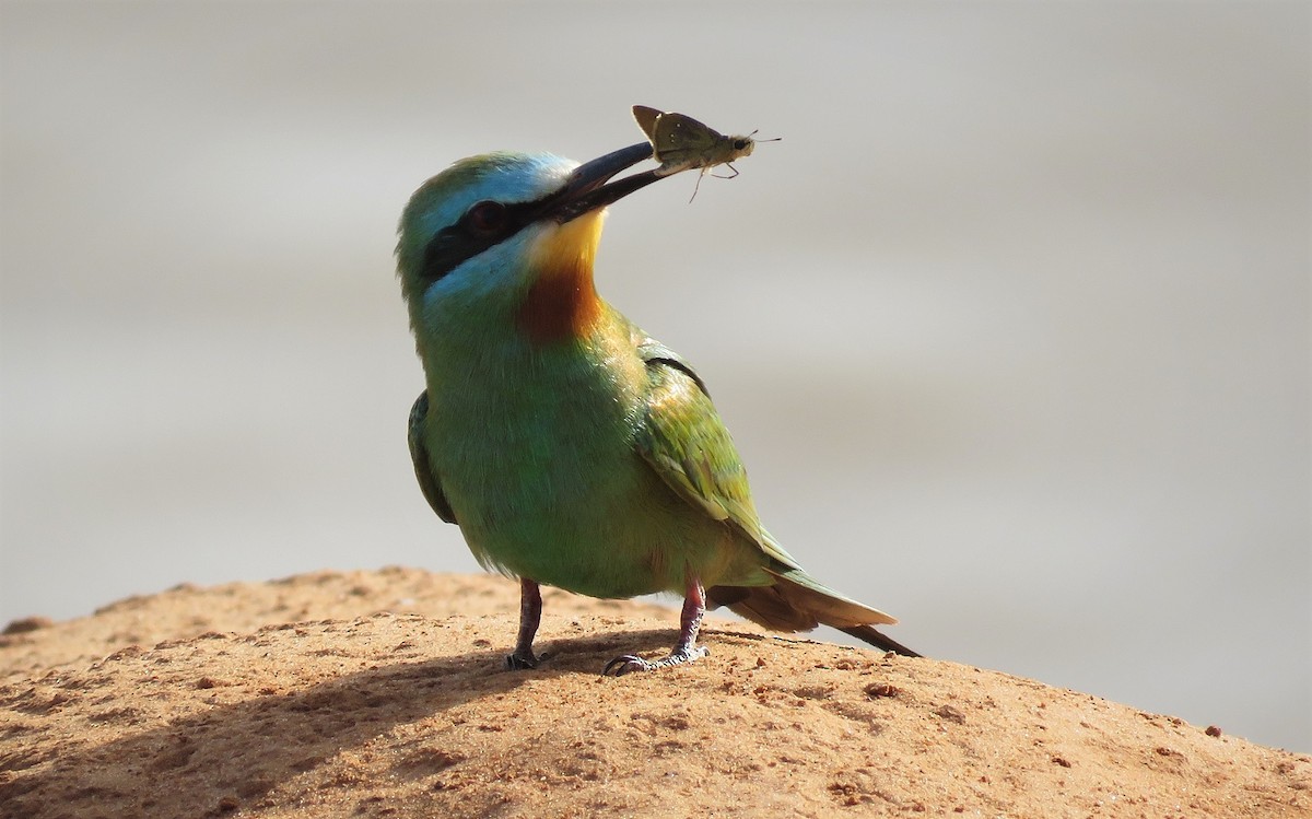 Blue-cheeked Bee-eater - Bram Piot