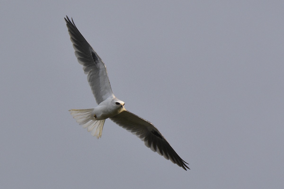 White-tailed Kite - ML312930611