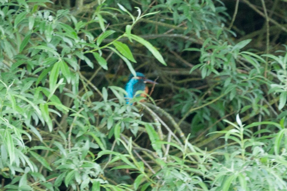 Common Kingfisher - Marcus Hunt