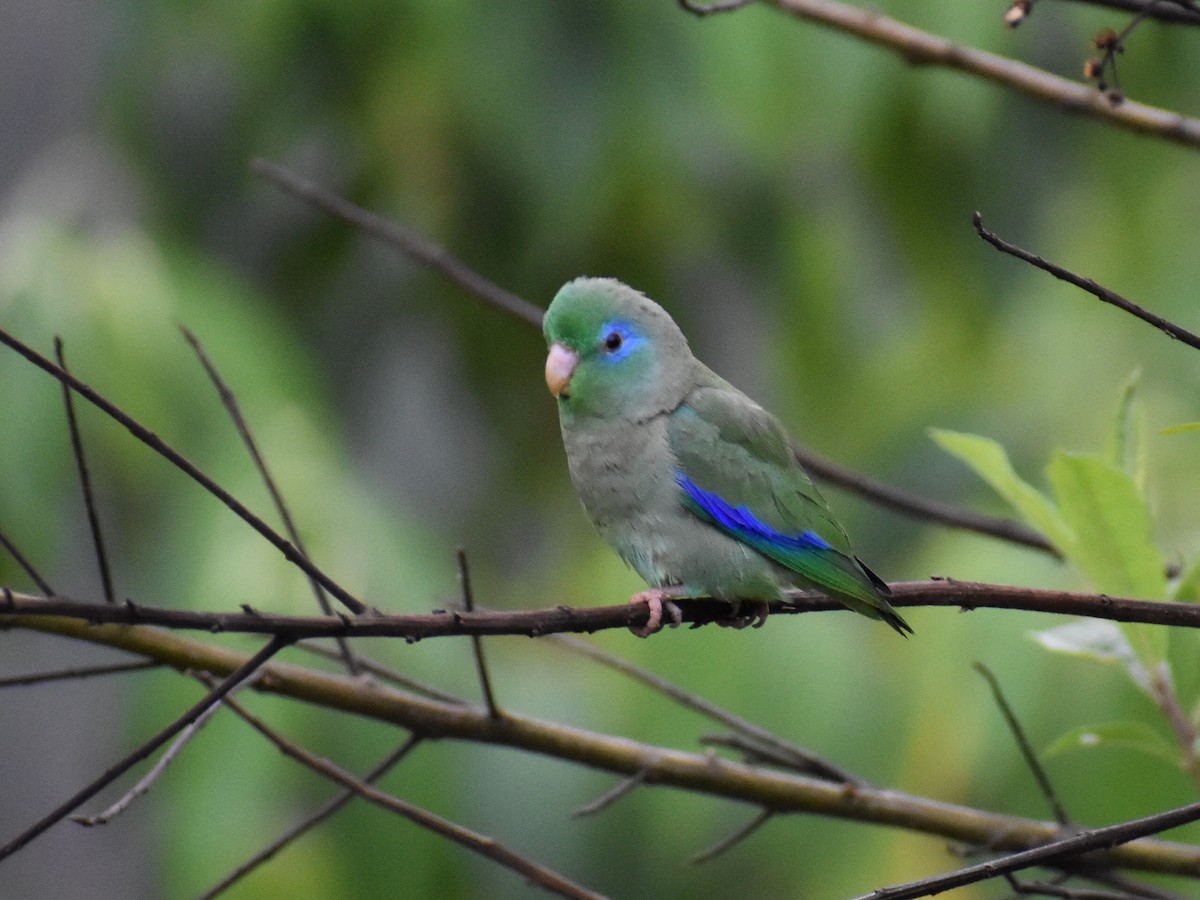 Spectacled Parrotlet - ML312932051