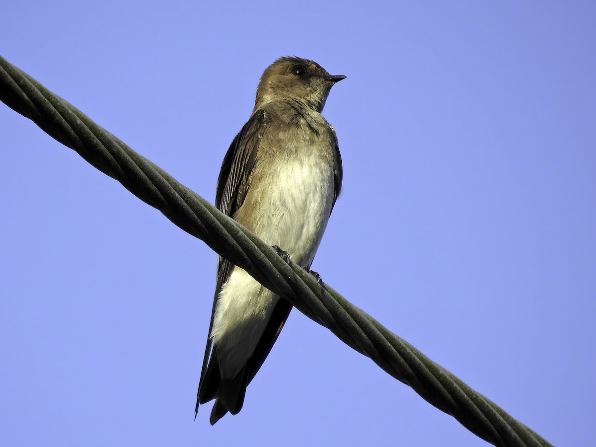 Northern Rough-winged Swallow - Steve Raduns