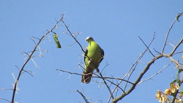 Серолобый зелёный голубь - ML312933871