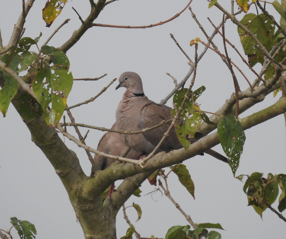 Eurasian Collared-Dove - Manaswini Ghosal