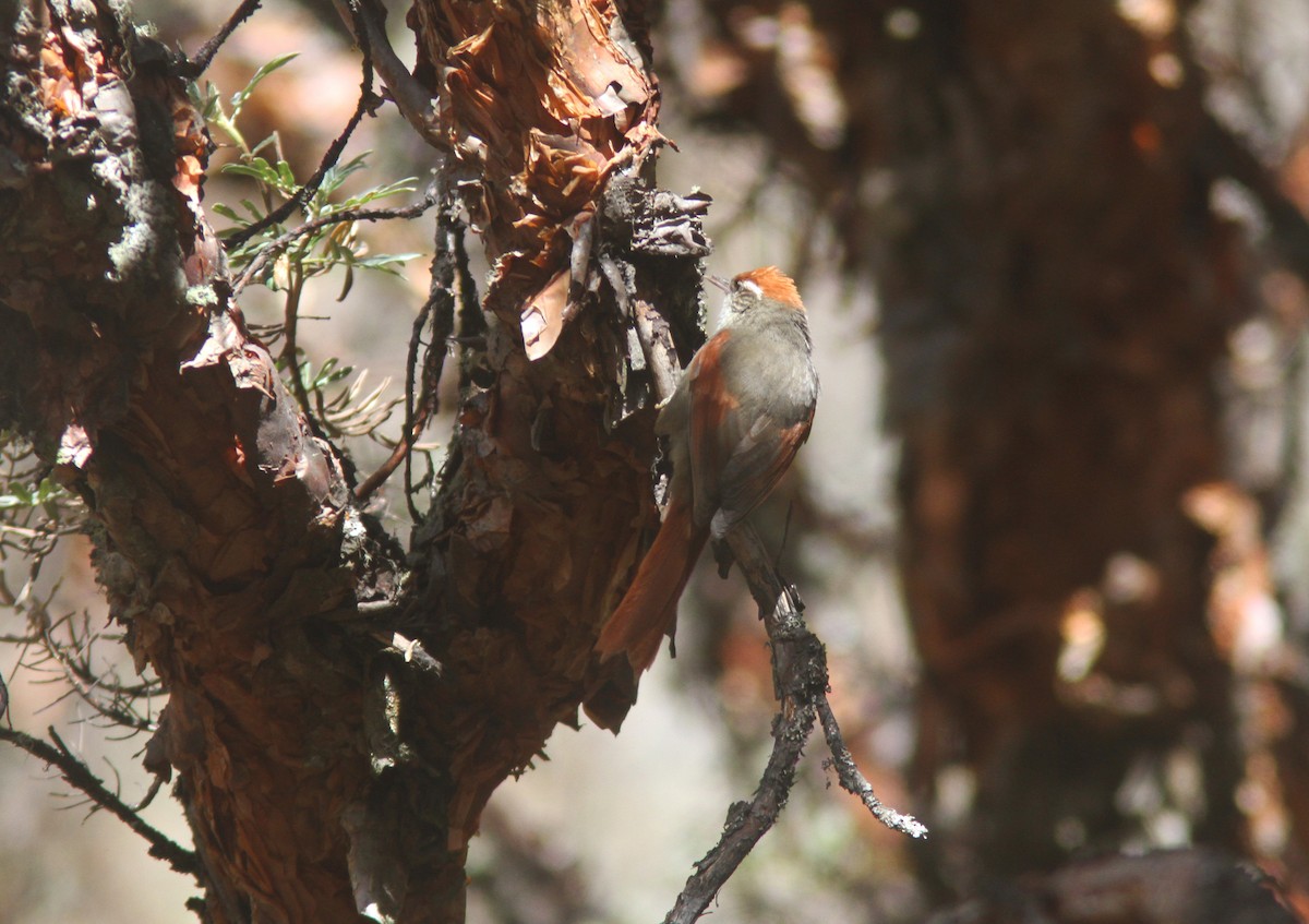 Line-cheeked Spinetail (Baron's) - William Price