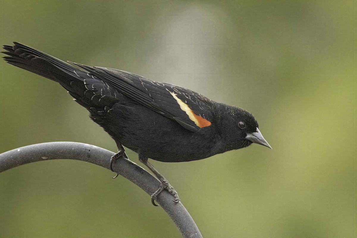 Red-winged Blackbird - Keith Kennedy