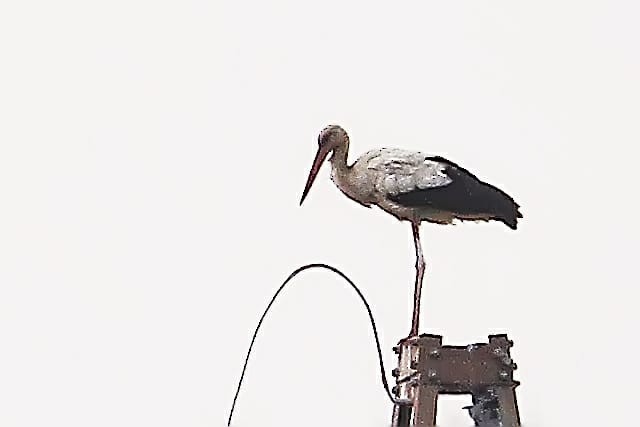 White Stork - ML312942961