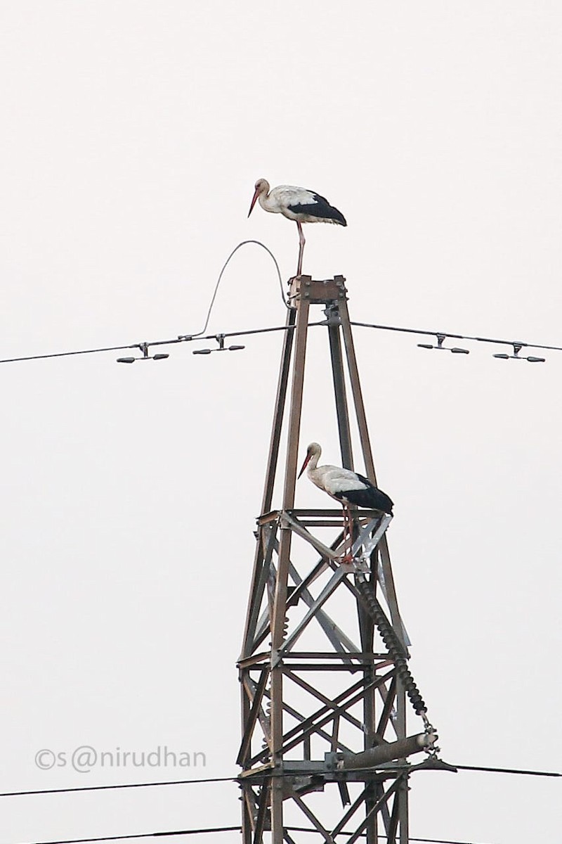White Stork - ML312944391