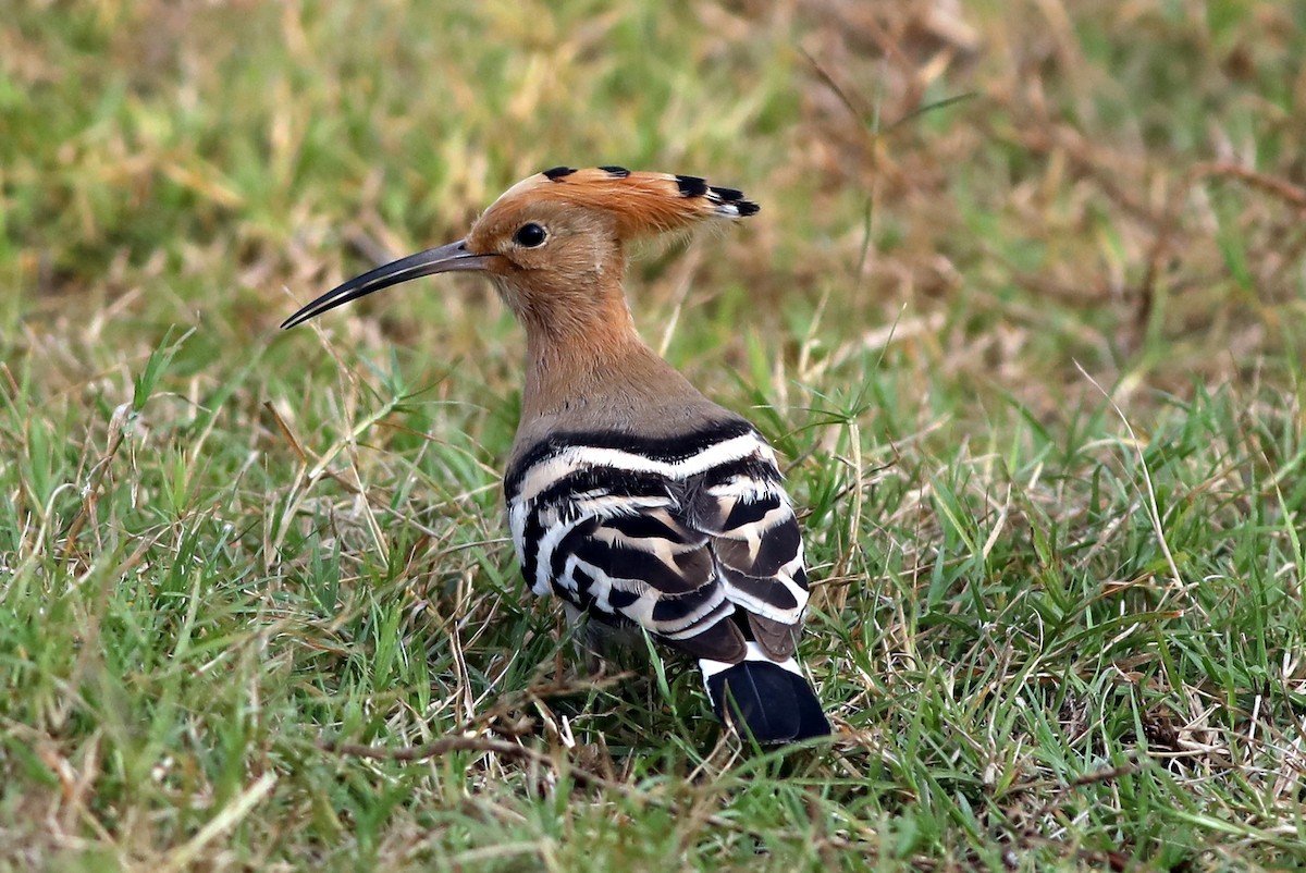 Eurasian Hoopoe (Eurasian)