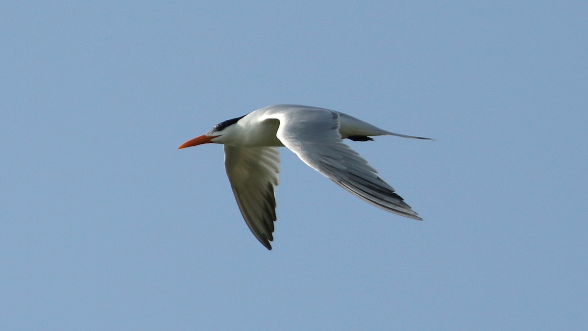 Royal Tern - Alfredo Garcia