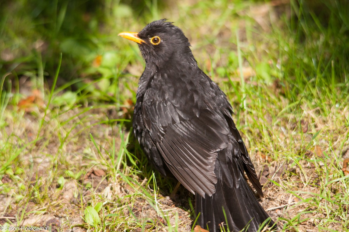 Eurasian Blackbird - Jason Hoeksema
