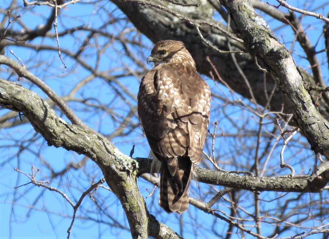 Red-tailed Hawk - ML312963371