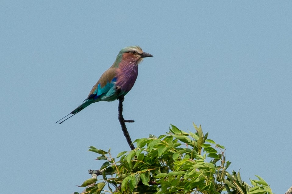Lilac-breasted Roller - Sarah M