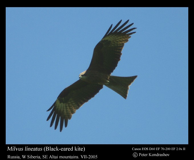 Black Kite (Black-eared) - ML312967711