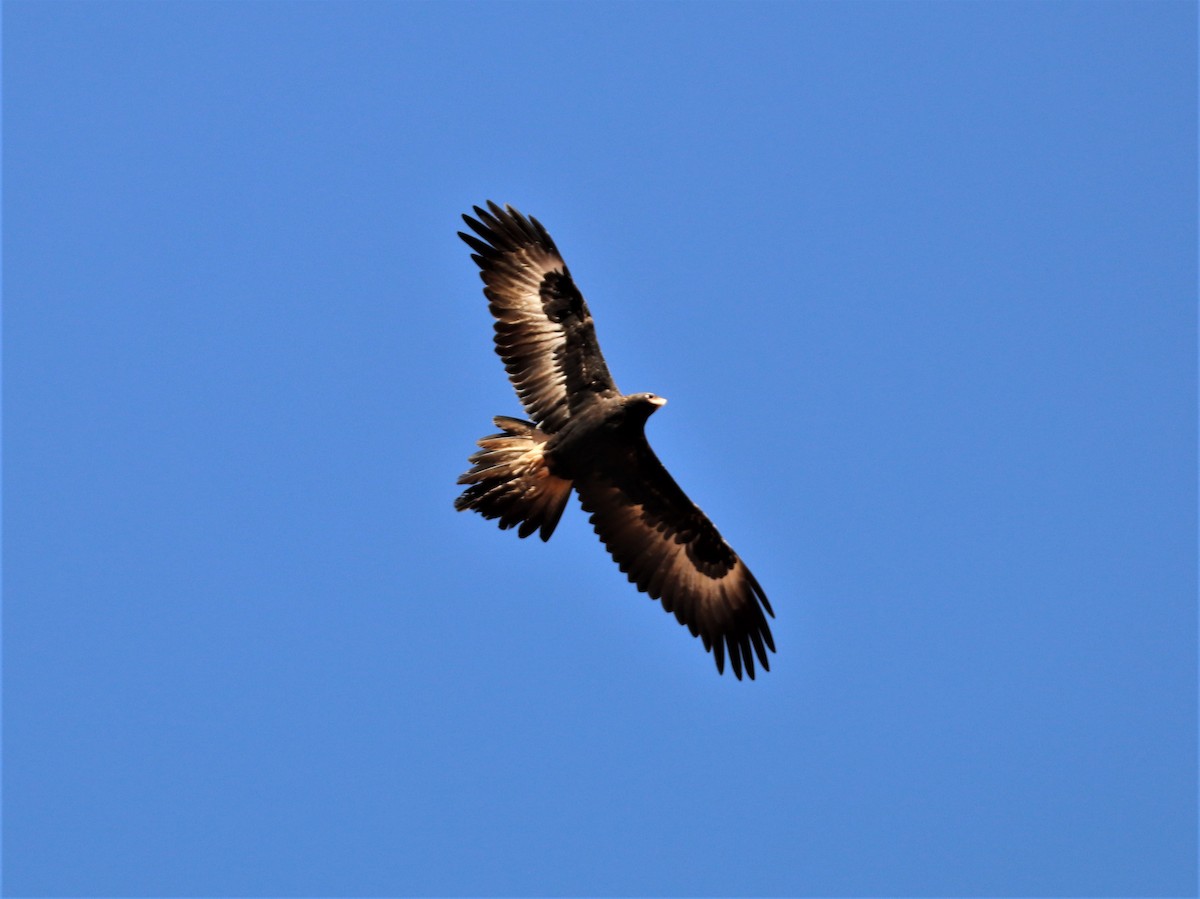 Wedge-tailed Eagle - ML312970191