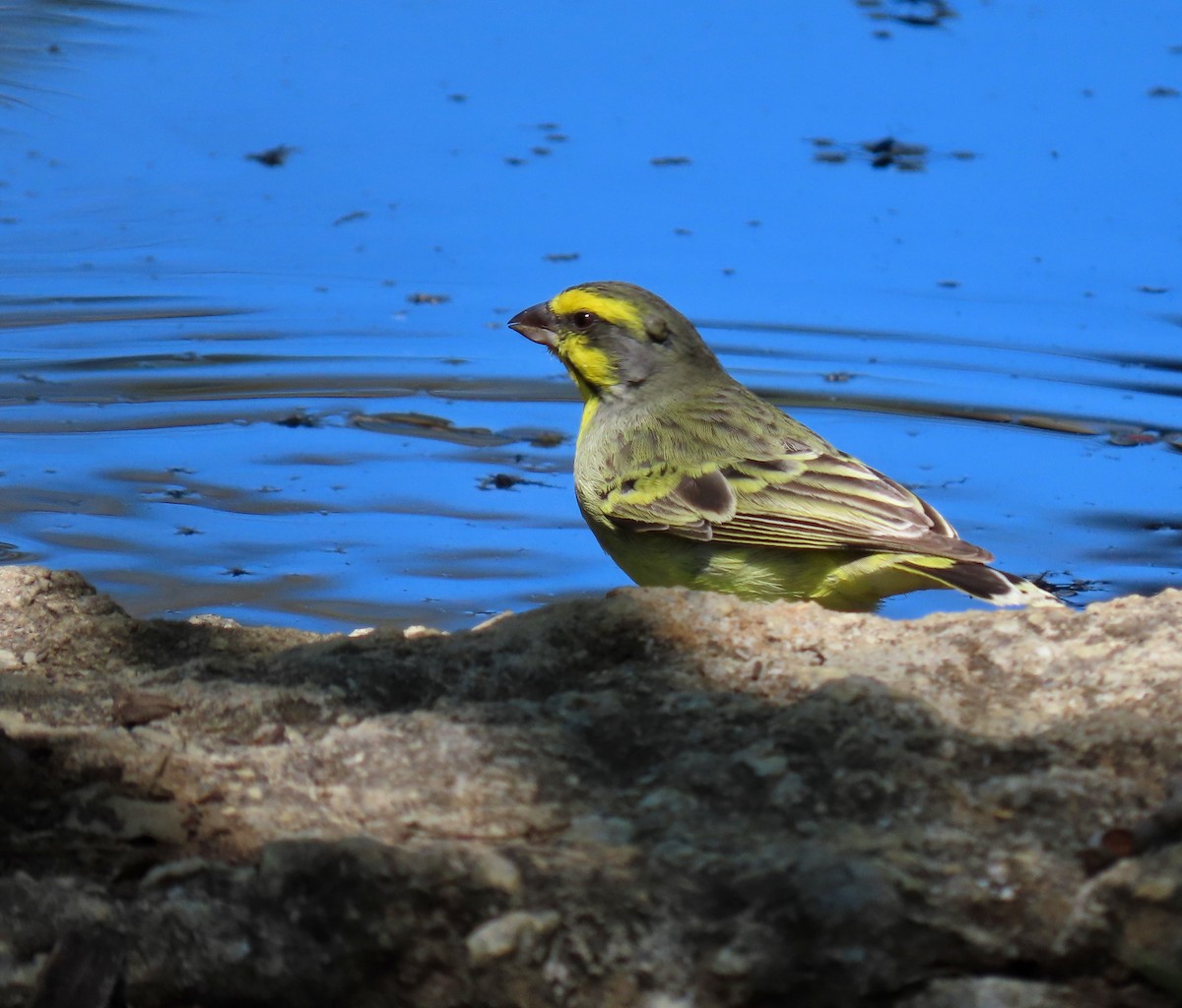 Yellow-fronted Canary - ML312971901