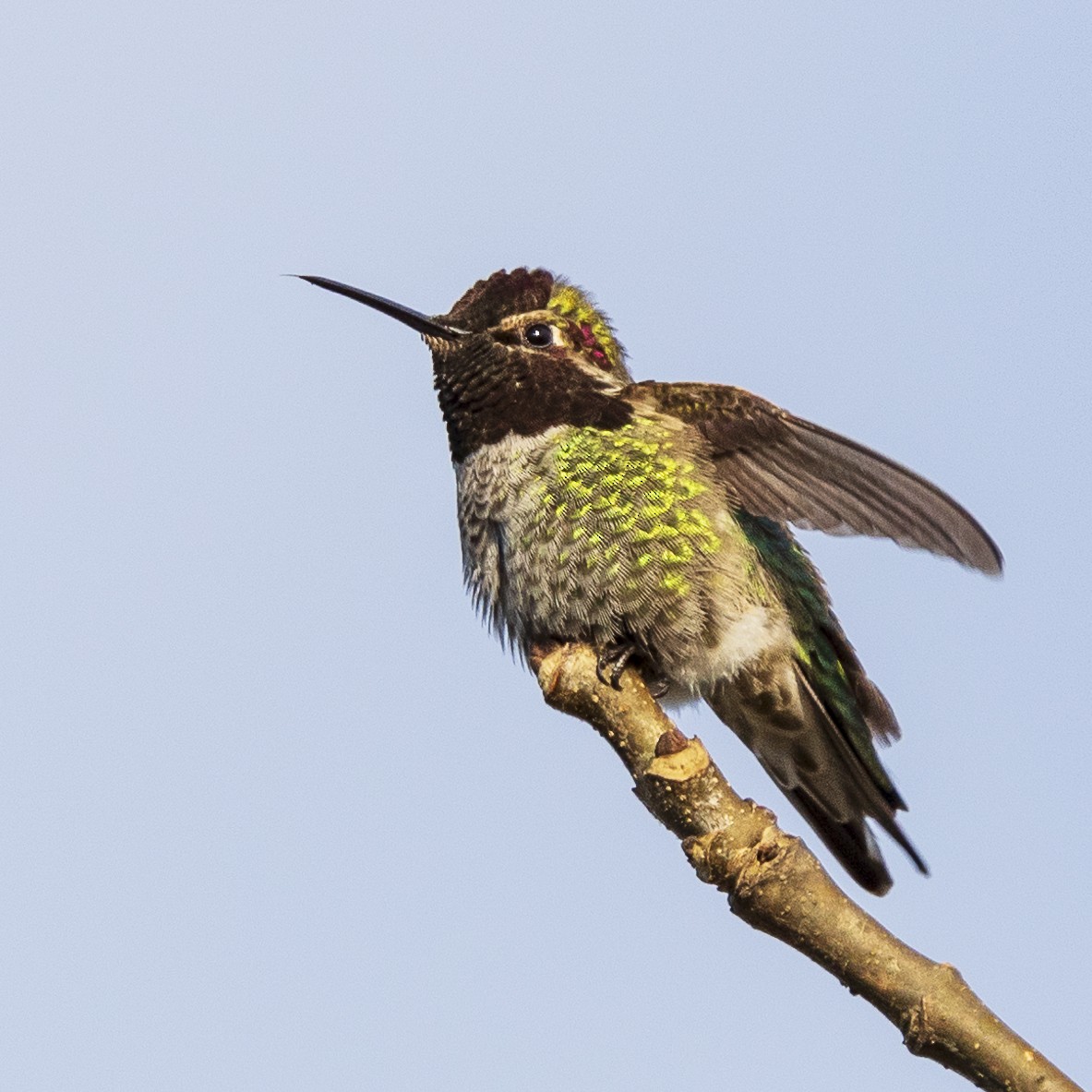 Anna's Hummingbird - Lesley Tullis