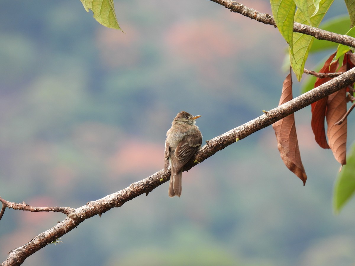Northern Tropical Pewee - Katherine Certuche Cubillos