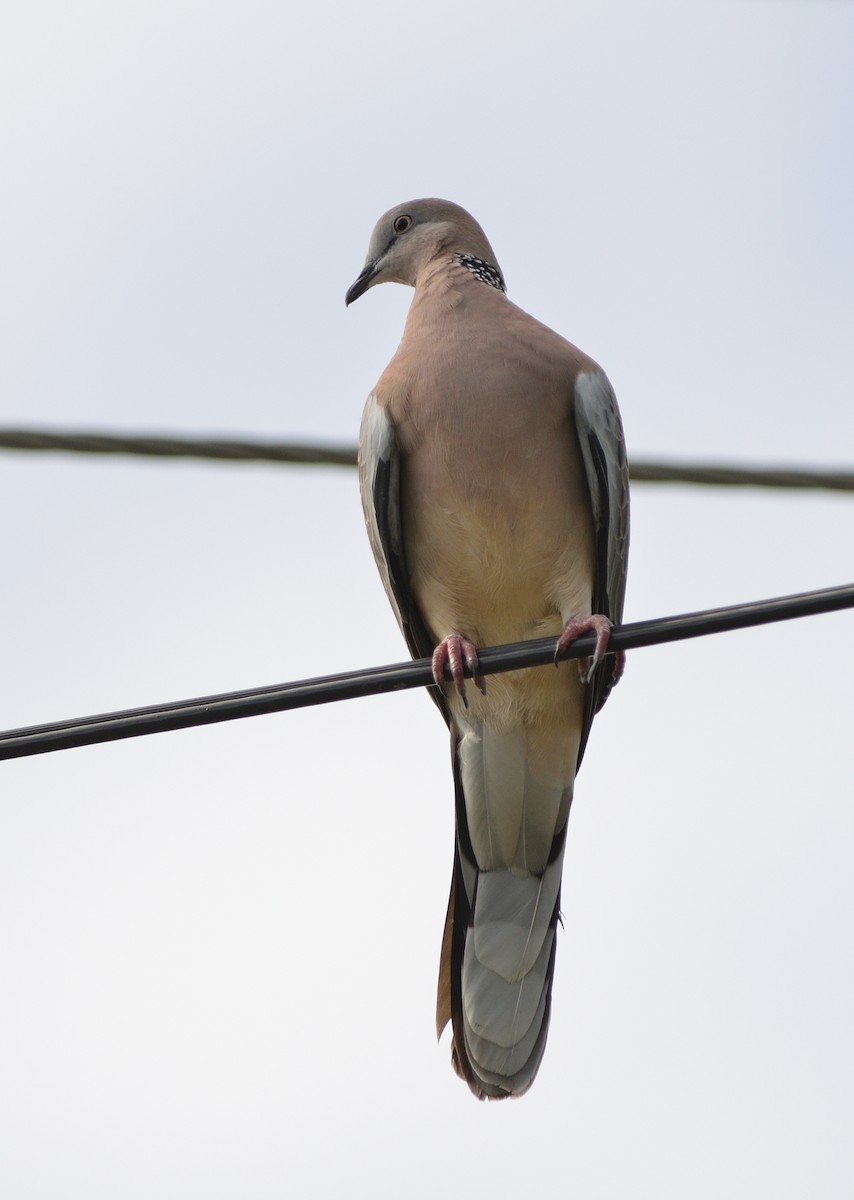 Spotted Dove - Woody Gillies
