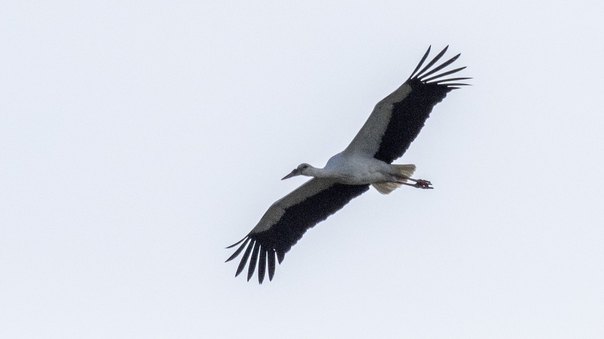 White Stork - Ogün Aydin