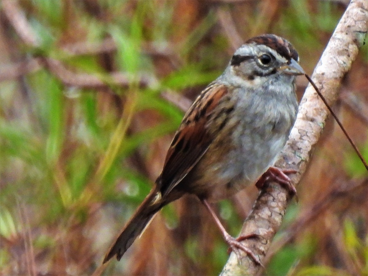 Swamp Sparrow - ML312988381