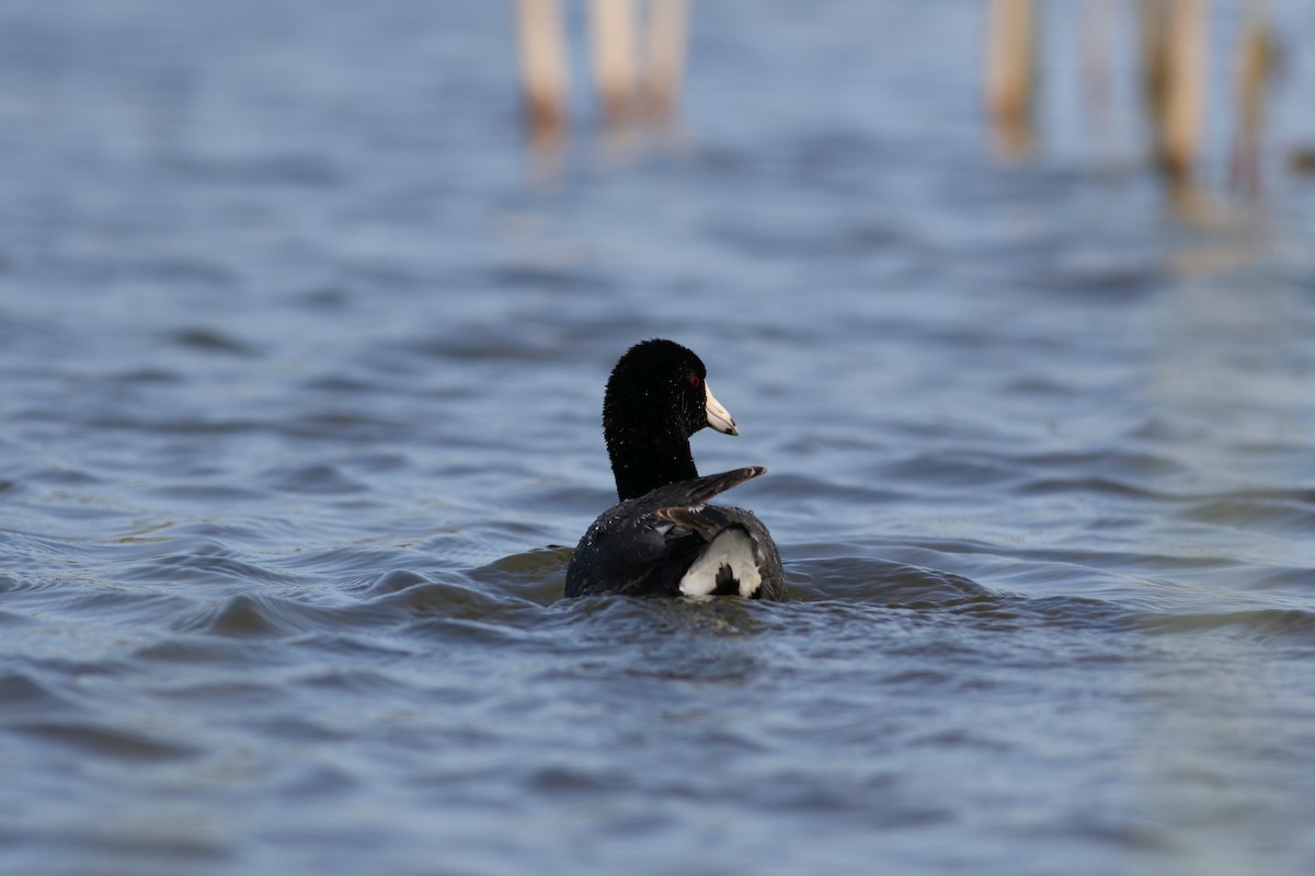American Coot (Red-shielded) - ML312991201