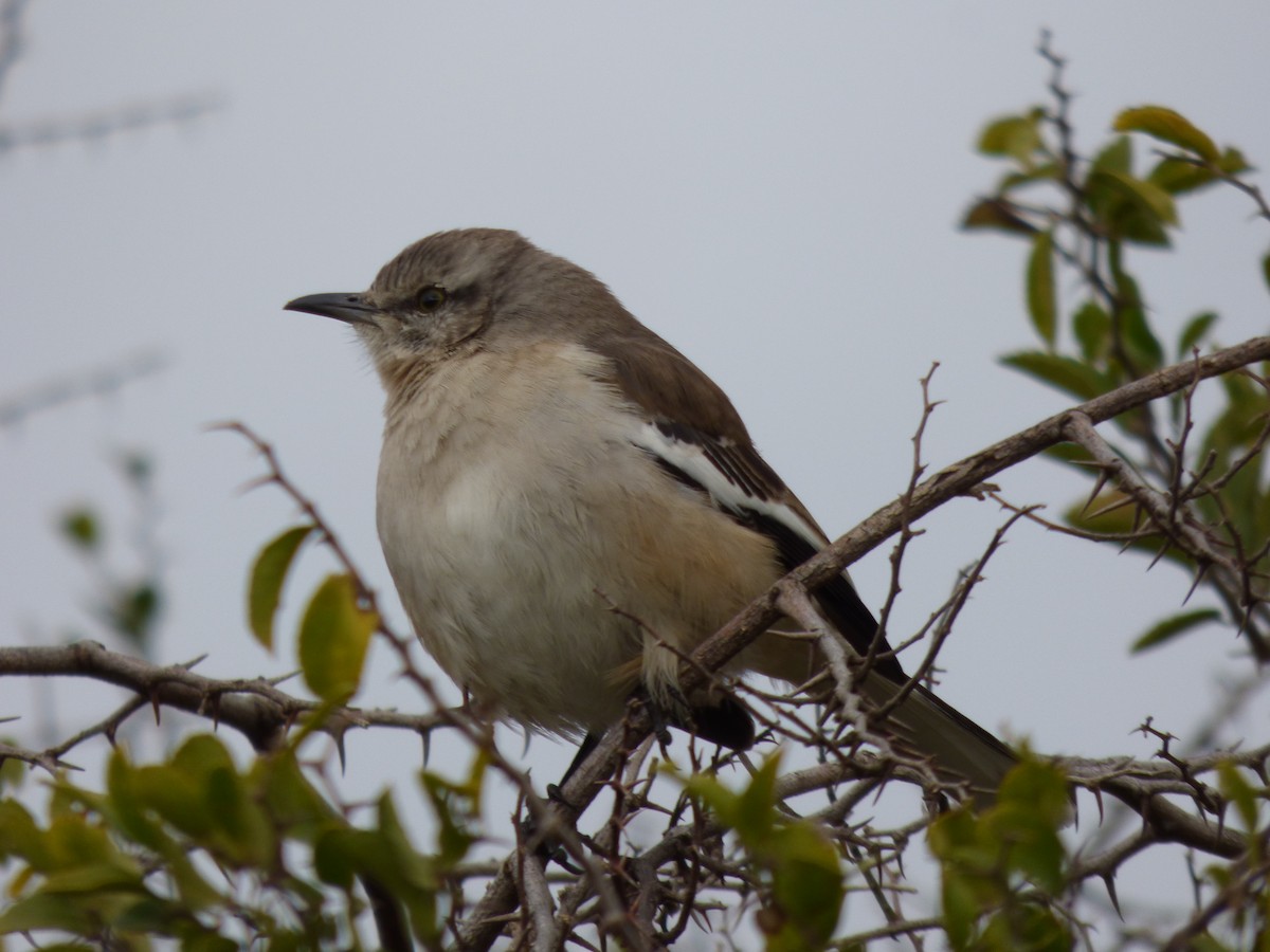 White-banded Mockingbird - Liliana Perera