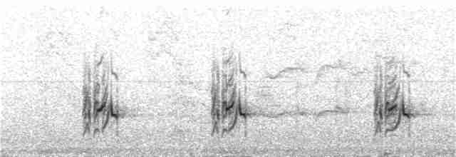 Boz Başlı Sinekkapan (olivascens) - ML312996451