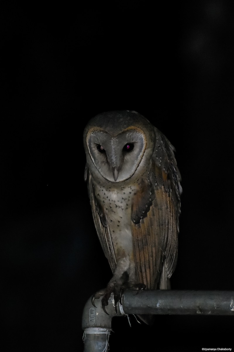 Barn Owl - Upamanyu Chakraborty