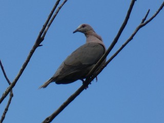 Ring-tailed Pigeon, ML313004281