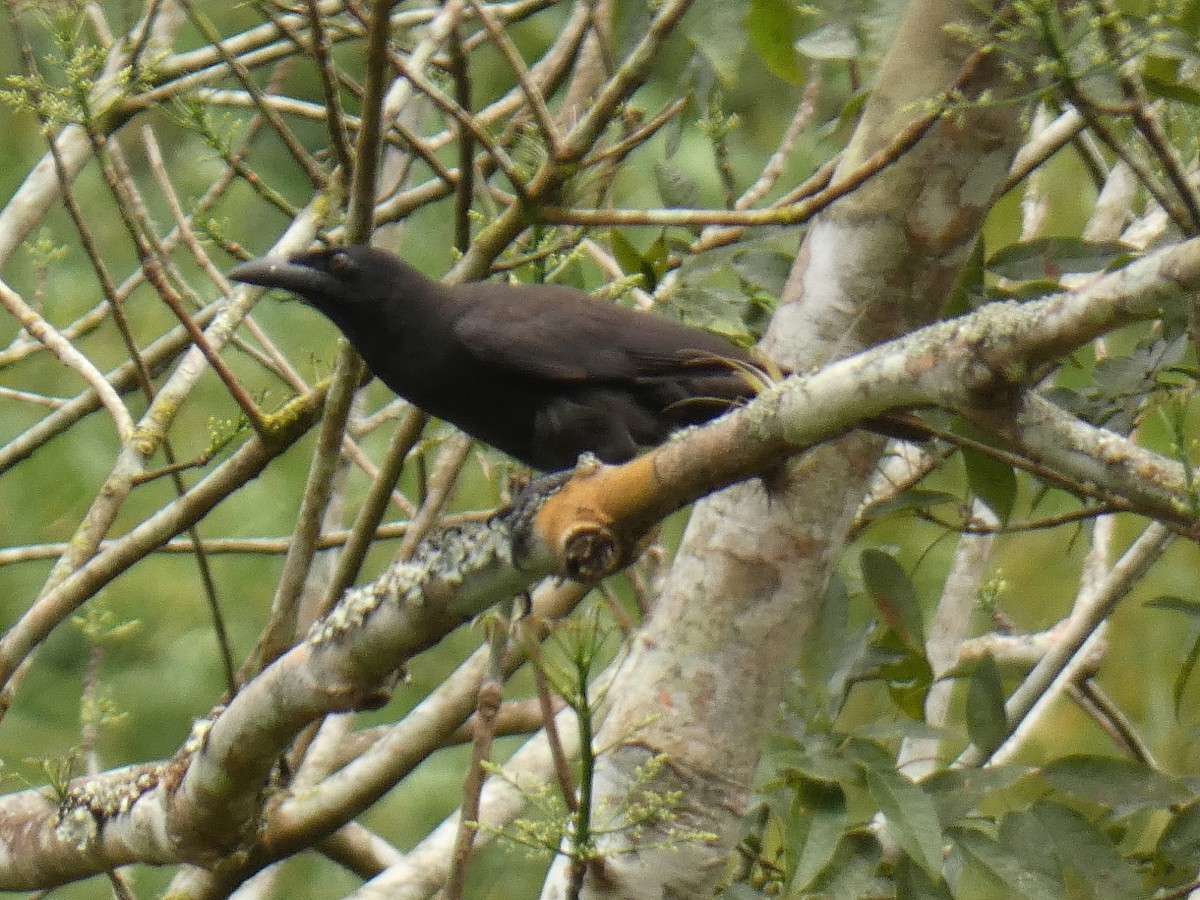 Jamaican Crow - ML313004461