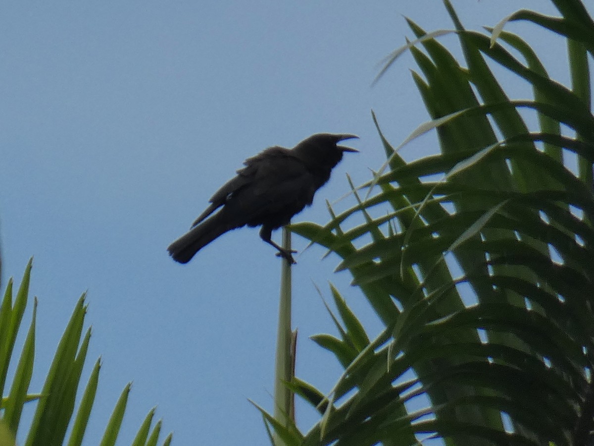 Jamaican Crow - ML313004701