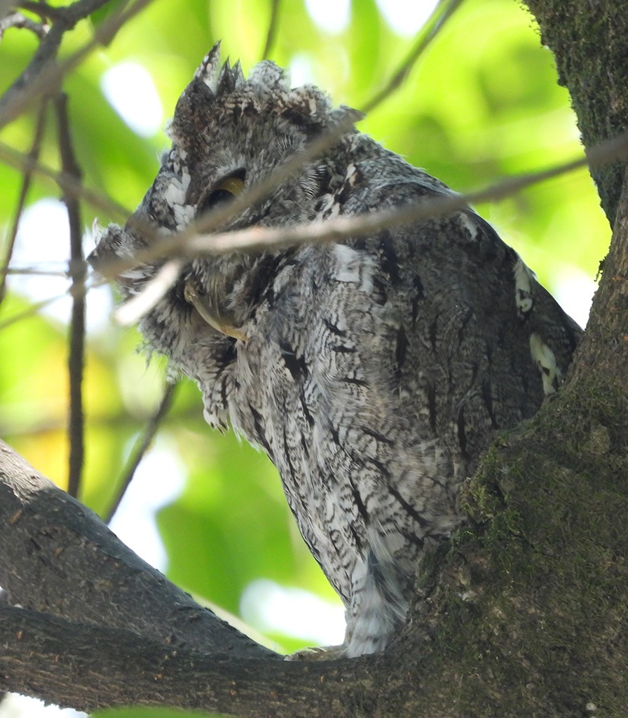 Western Screech-Owl (Sutton's) - manuel grosselet