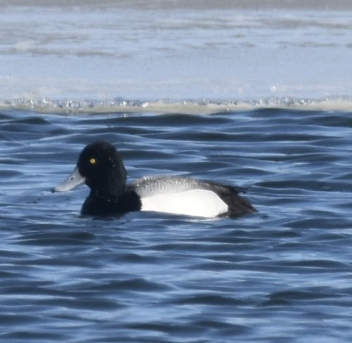 Greater Scaup - ML313007381