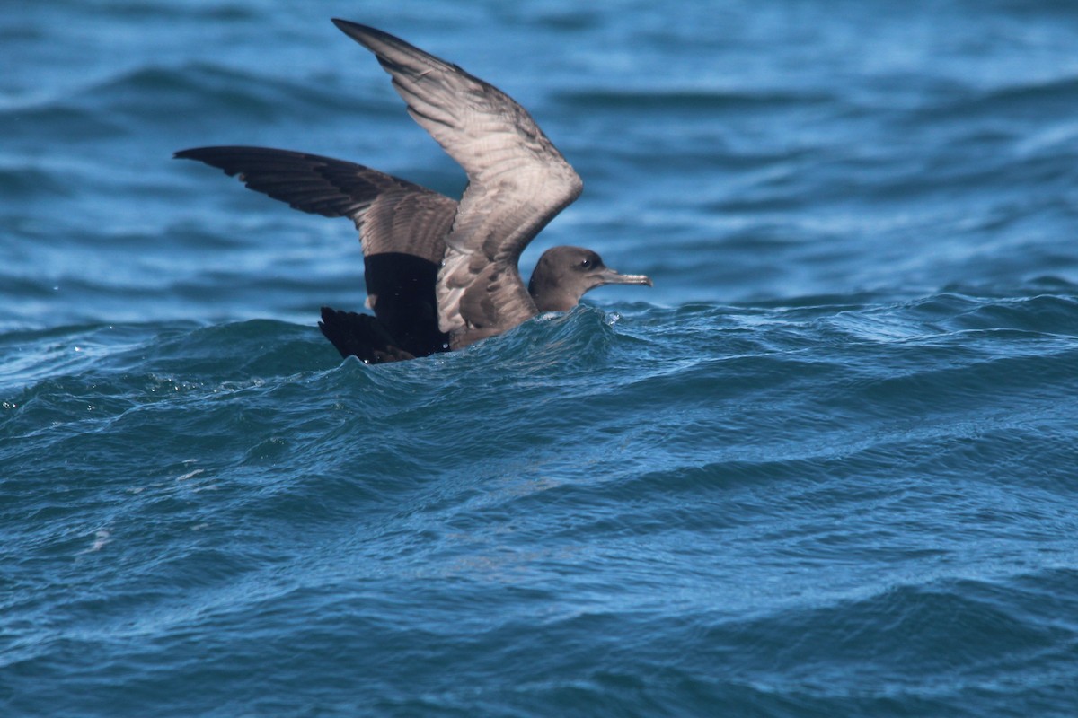 Sooty Shearwater - Dominick  Pacelli