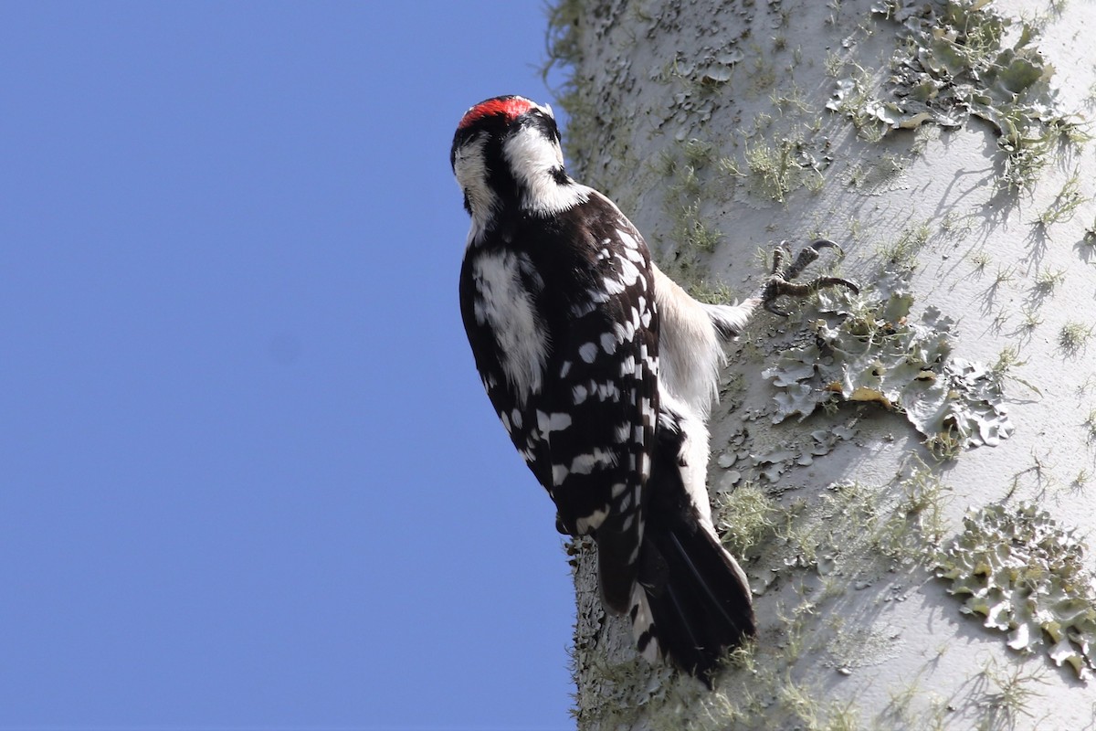 Downy Woodpecker - ML313025101