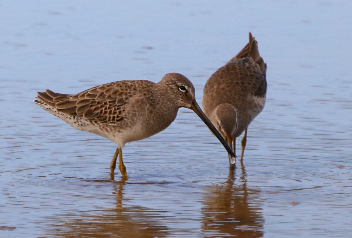 Long-billed Dowitcher - ML313026051