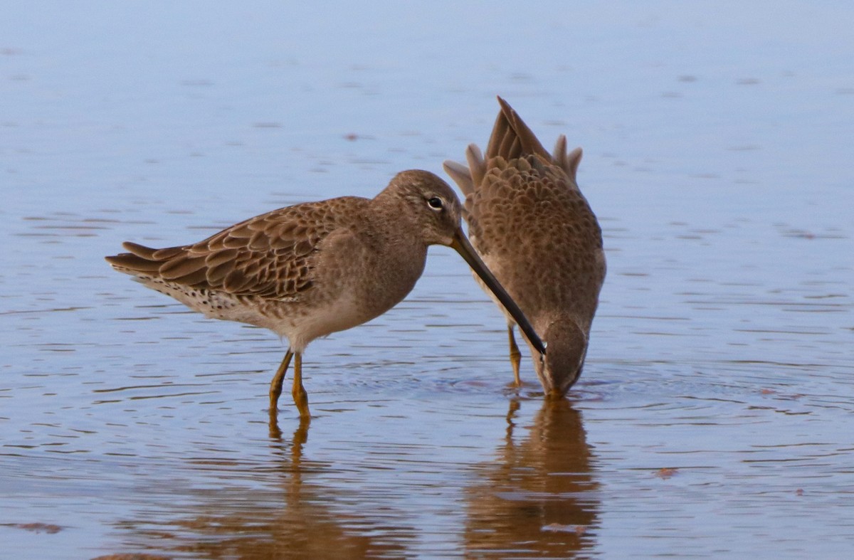 Long-billed Dowitcher - ML313026121