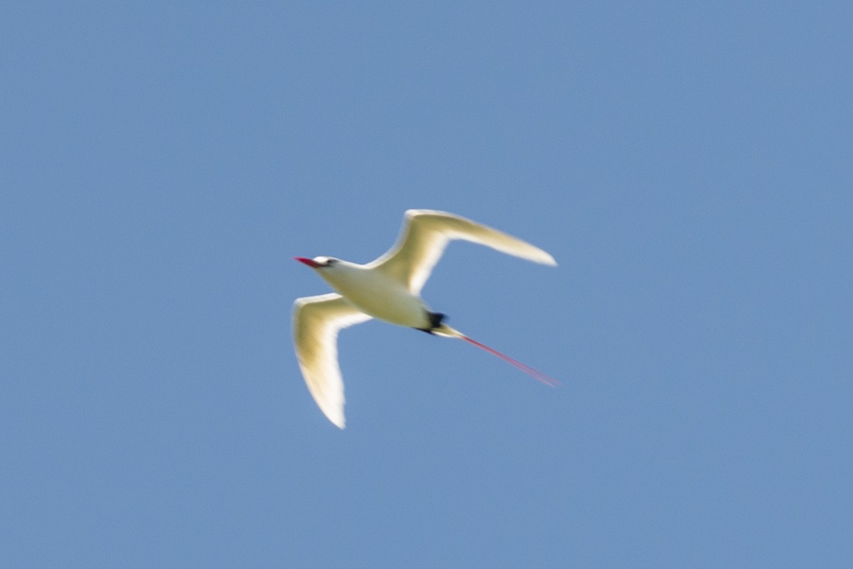 Red-tailed Tropicbird - ML313035781