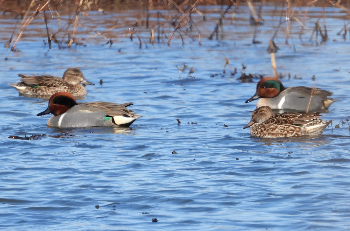 Green-winged Teal - ML313037591