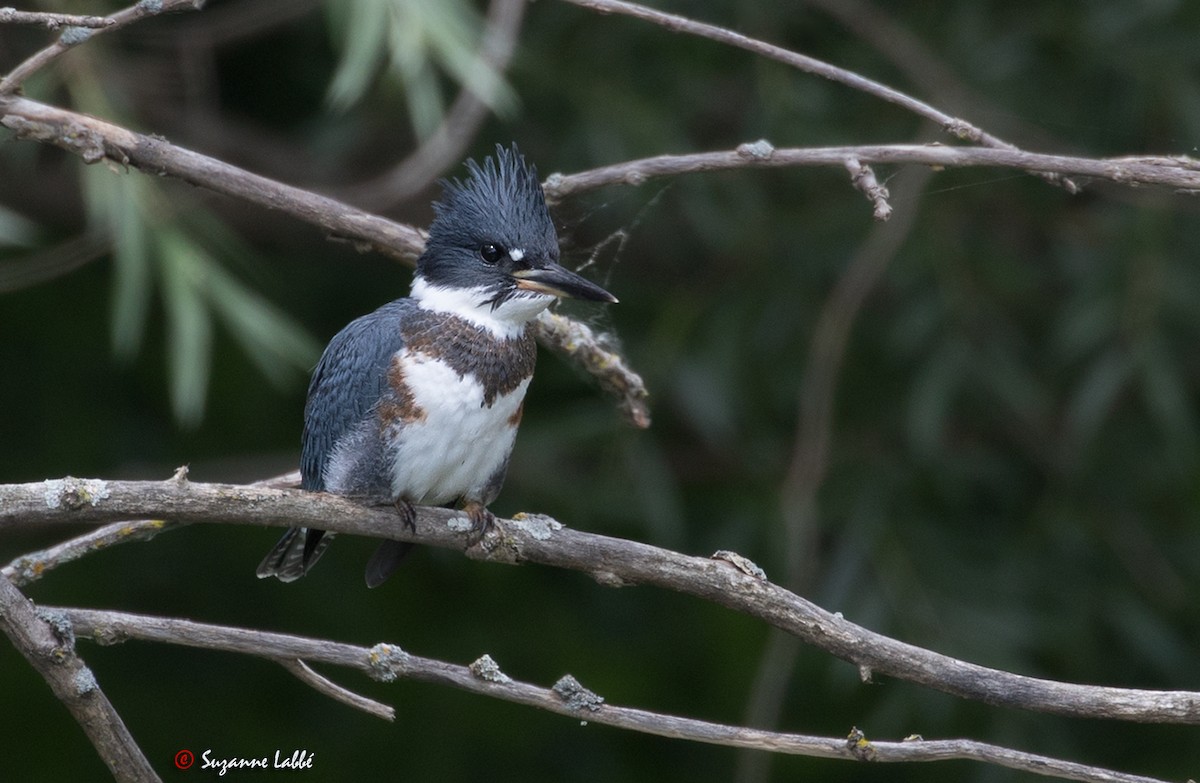 Belted Kingfisher - Suzanne Labbé