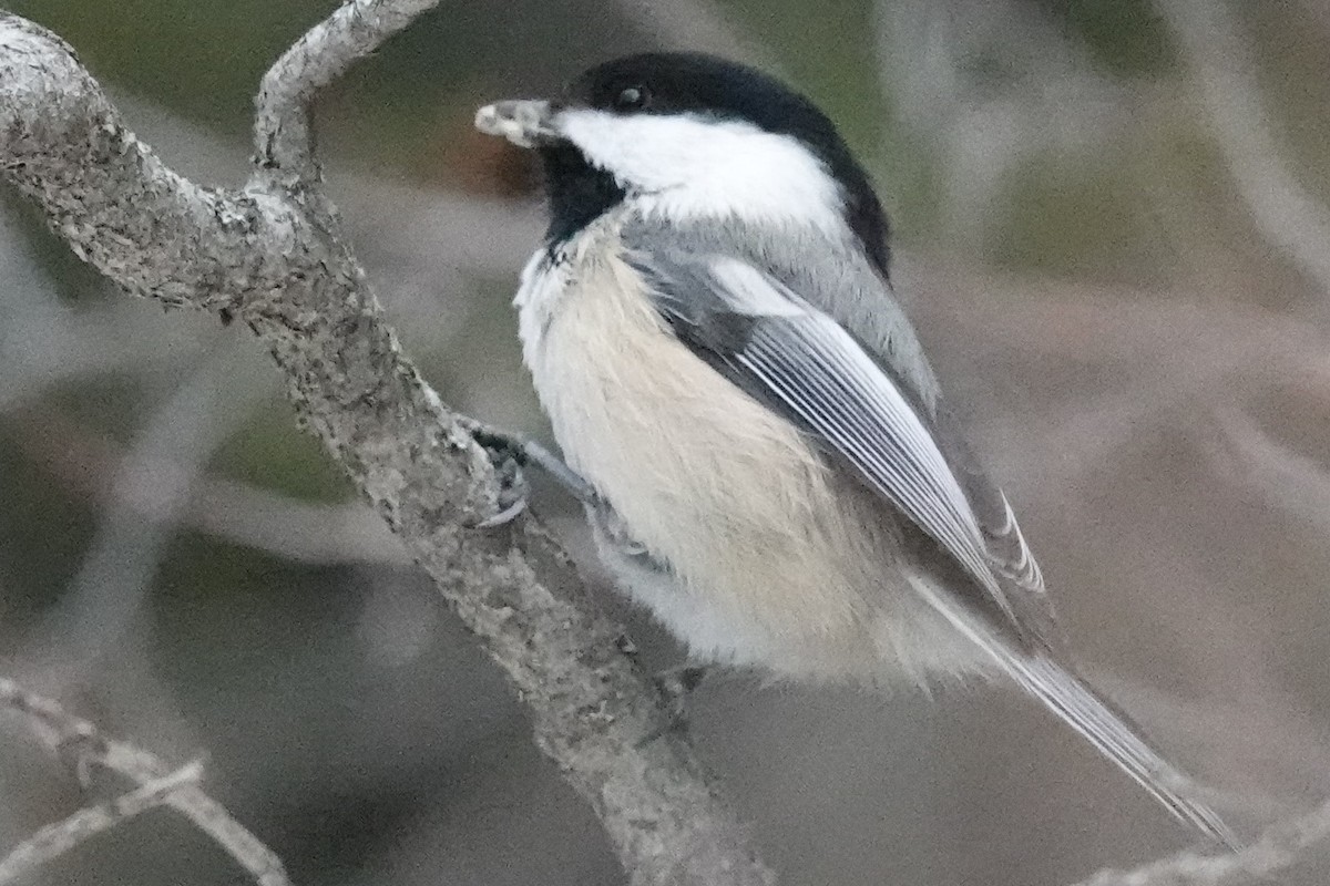 Black-capped Chickadee - Mike Blancher