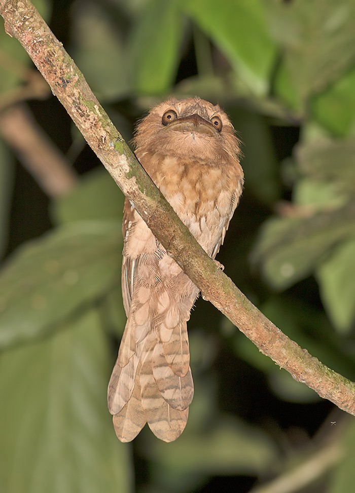 Gould's Frogmouth - ML31304801