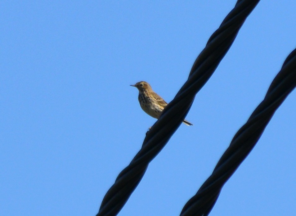 Meadow Pipit - ML313053101