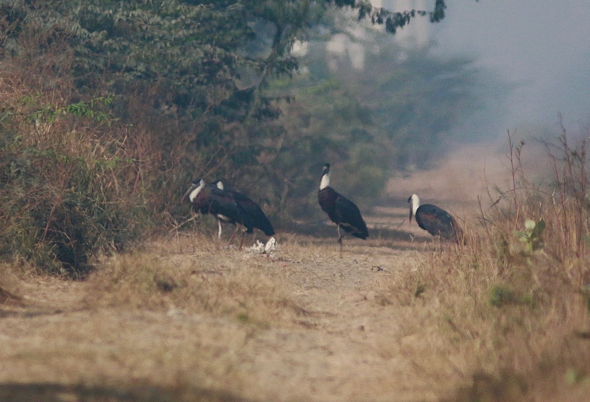 Asian Woolly-necked Stork - ML313053281