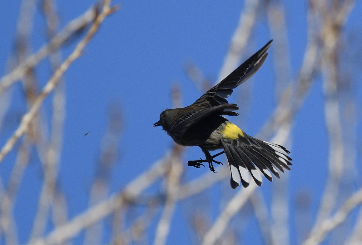 Yellow-rumped Warbler (Audubon's) - Patti Koger